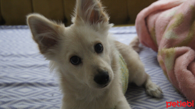 Pomeranyalı, Köpek  mario fotoğrafı