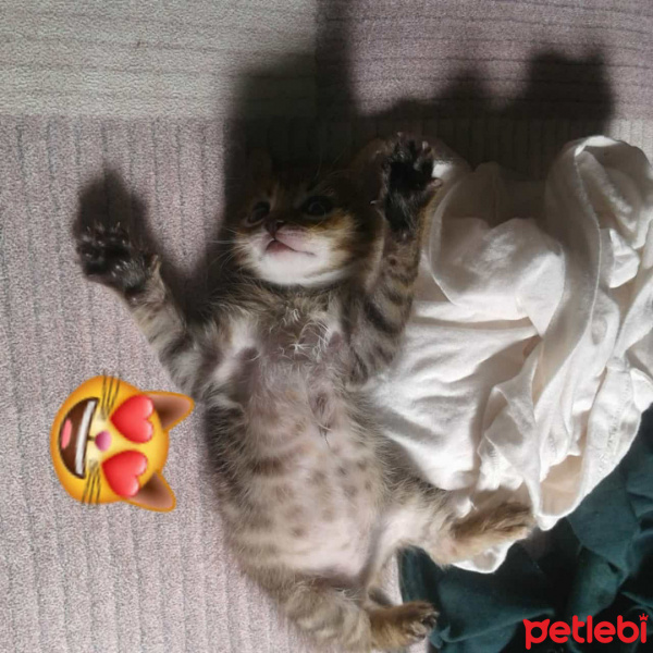 Tekir Kedi, Kedi  Mia fotoğrafı