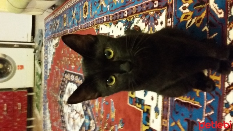 Bombay, Kedi  Türbü ve müptezel fotoğrafı