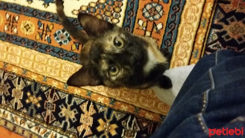 Bombay, Kedi  Türbü ve müptezel fotoğrafı