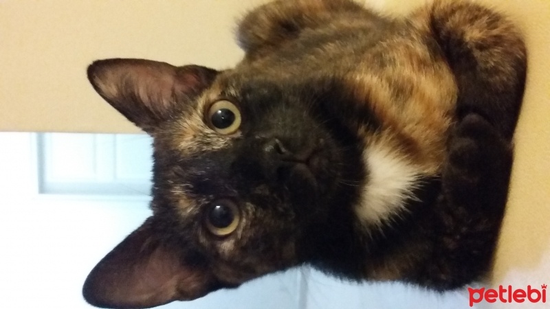 Bombay, Kedi  Türbü ve müptezel fotoğrafı