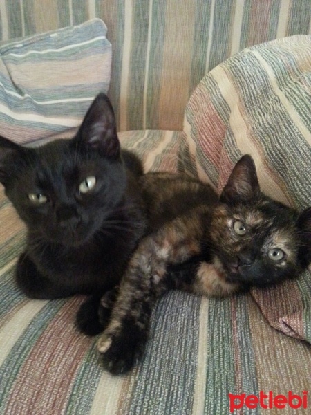 Bombay, Kedi  Türbü ve müptezel fotoğrafı