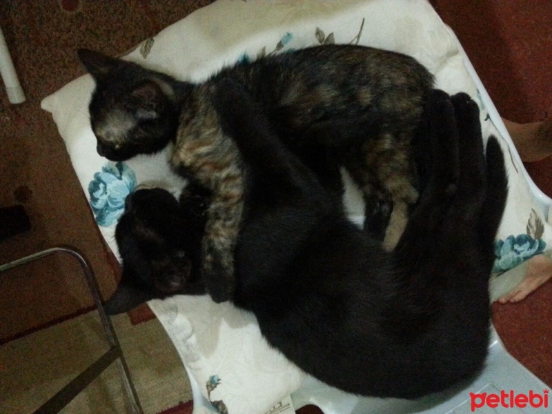 Bombay, Kedi  Türbü ve müptezel fotoğrafı