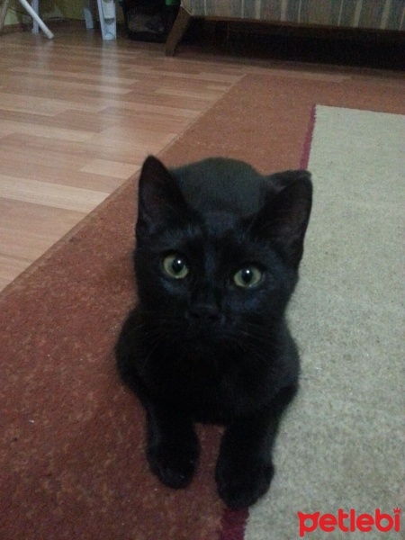 Bombay, Kedi  Türbü ve müptezel fotoğrafı