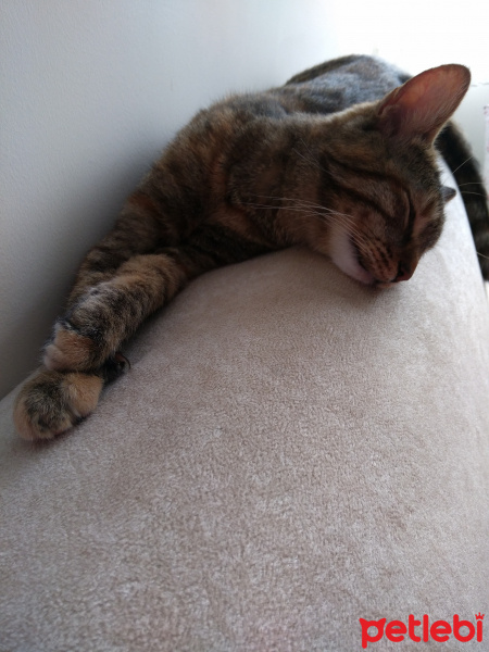 Tekir Kedi, Kedi  Karamel fotoğrafı