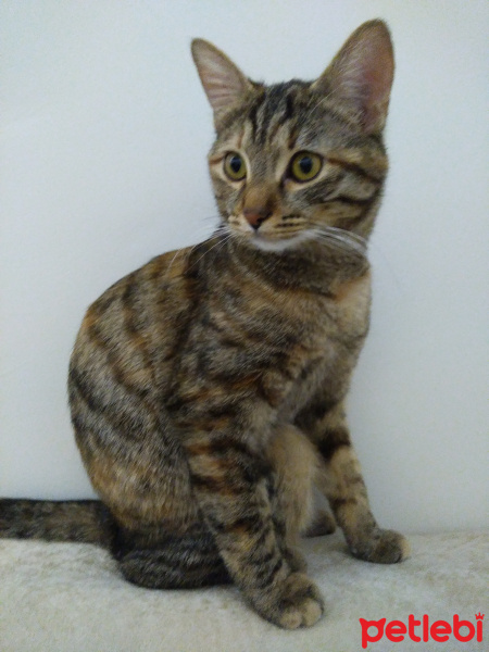 Tekir Kedi, Kedi  Karamel fotoğrafı