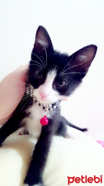 Tekir Kedi, Kedi  mino fotoğrafı