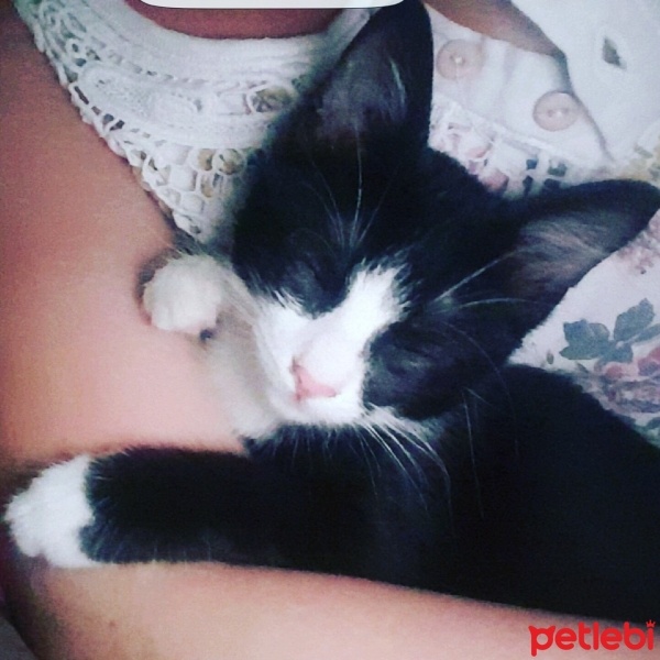 Tekir Kedi, Kedi  mino fotoğrafı