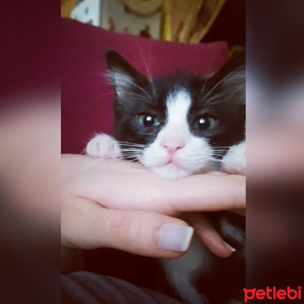 Tekir Kedi, Kedi  mino fotoğrafı