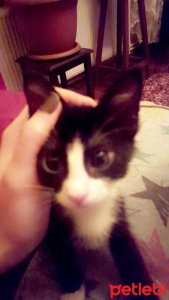 Tekir Kedi, Kedi  mino fotoğrafı