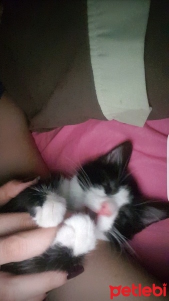 Tekir Kedi, Kedi  mino fotoğrafı