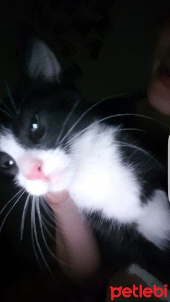 Tekir Kedi, Kedi  mino fotoğrafı