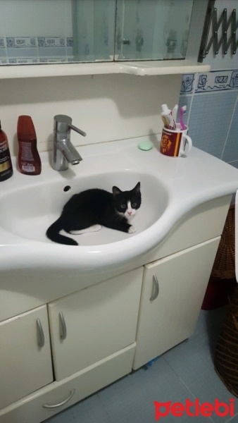 Tekir Kedi, Kedi  mino fotoğrafı