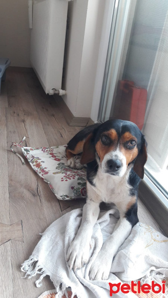 Beagle, Köpek  Dobby fotoğrafı