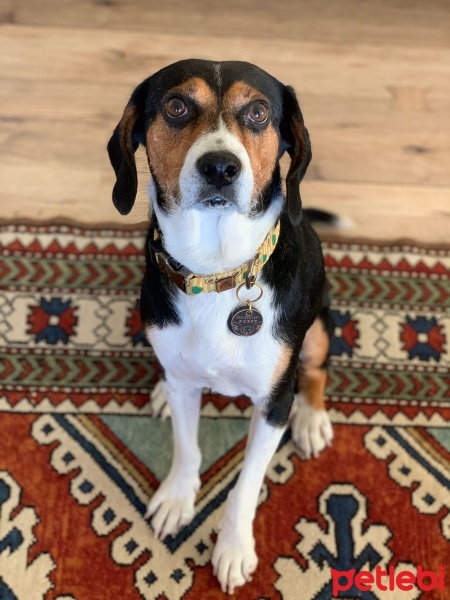 Beagle, Köpek  Dobby fotoğrafı