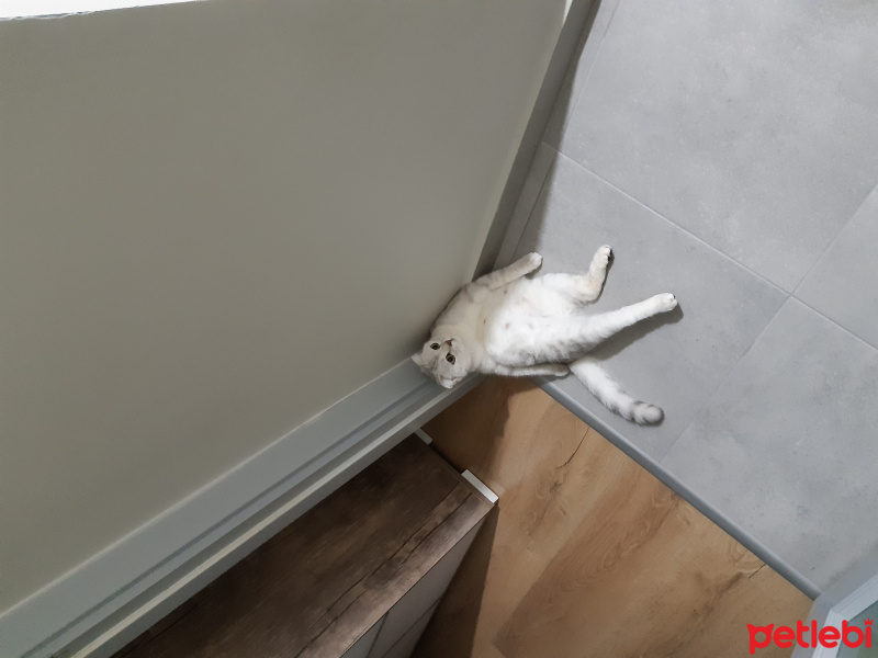 Scottish Fold, Kedi  Mia fotoğrafı