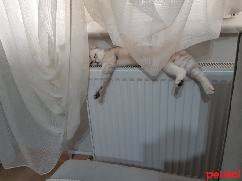 Scottish Fold, Kedi  Mia fotoğrafı