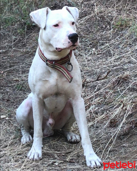 Dogo Arjantin, Köpek  Gogo fotoğrafı