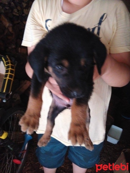 Sokö (Sokak Köpeği), Köpek  Barut fotoğrafı