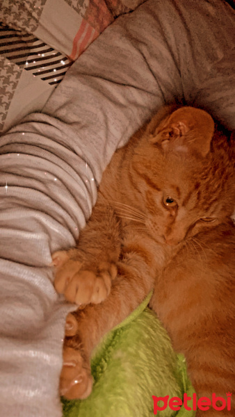 Tekir Kedi, Kedi  Bal fotoğrafı