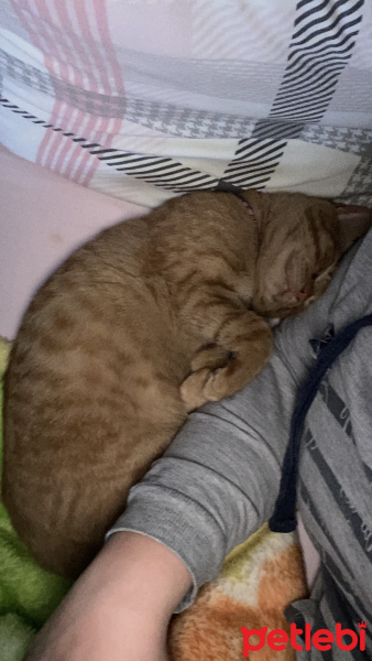Tekir Kedi, Kedi  Bal fotoğrafı