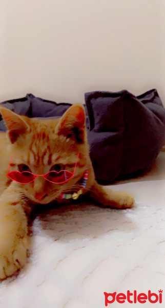 Tekir Kedi, Kedi  Bal fotoğrafı