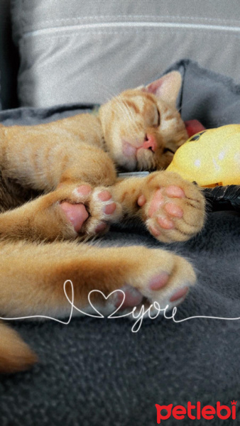 Tekir Kedi, Kedi  Bal fotoğrafı