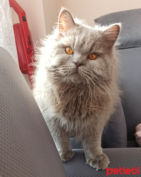 British Shorthair, Kedi  Fiko fotoğrafı