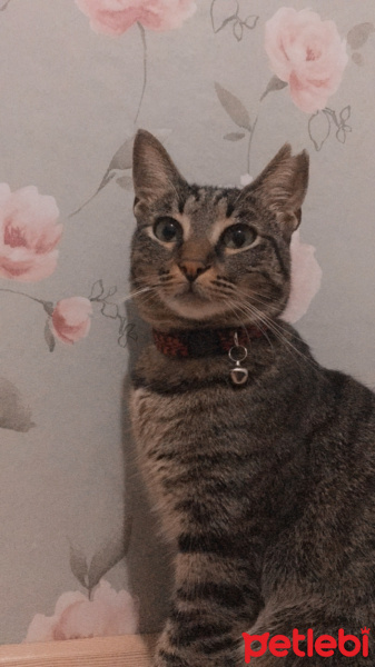 Tekir Kedi, Kedi  Mia fotoğrafı