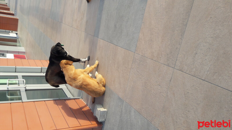 Akbaş, Köpek  süslü fotoğrafı