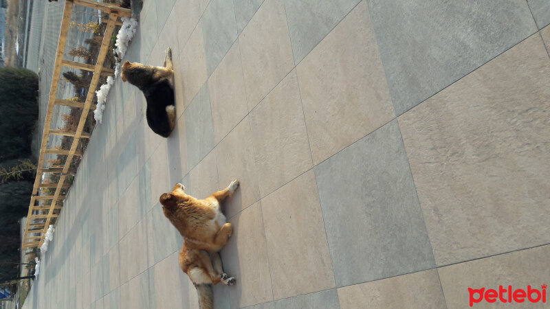 Akbaş, Köpek  süslü fotoğrafı