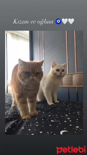 Exotic Shorthair, Kedi  Bal fotoğrafı