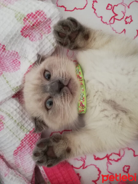 Scottish Fold, Kedi  Oscar fotoğrafı