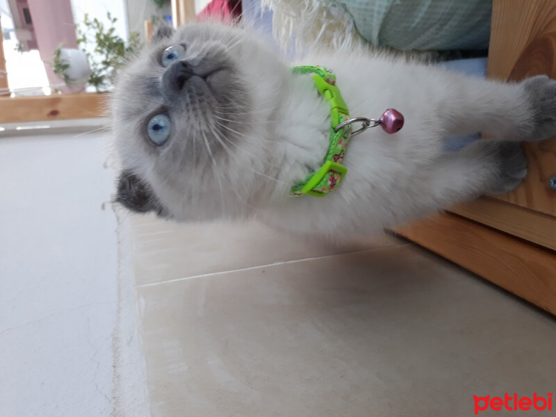 Scottish Fold, Kedi  Oscar fotoğrafı