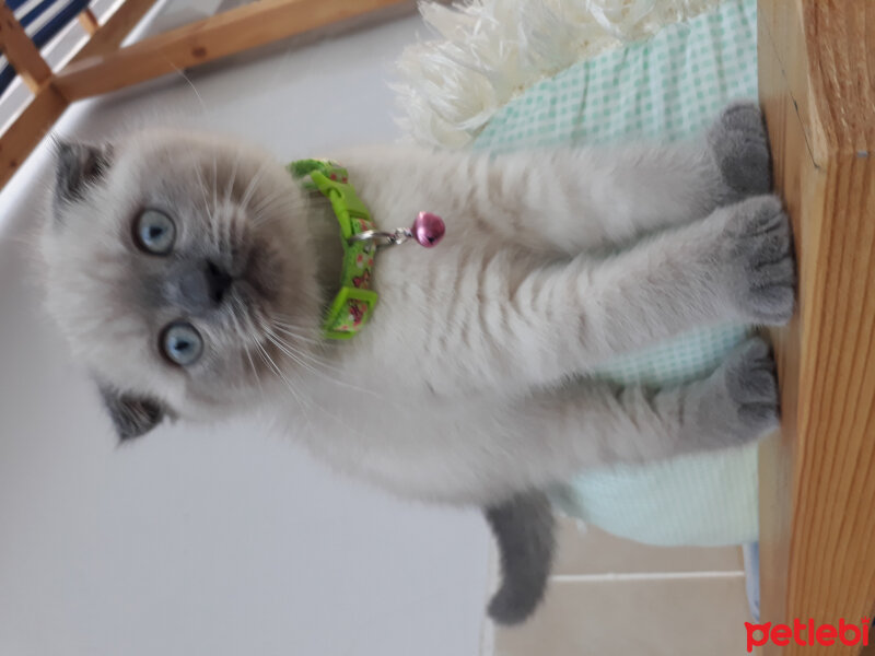 Scottish Fold, Kedi  Oscar fotoğrafı