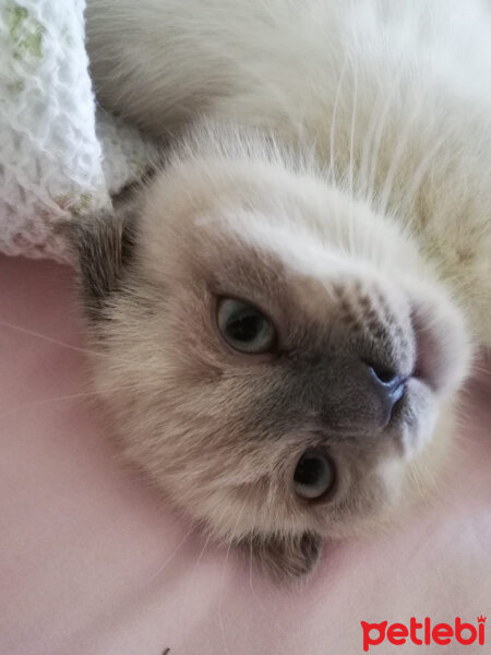 Scottish Fold, Kedi  Oscar fotoğrafı