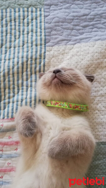 Scottish Fold, Kedi  Oscar fotoğrafı