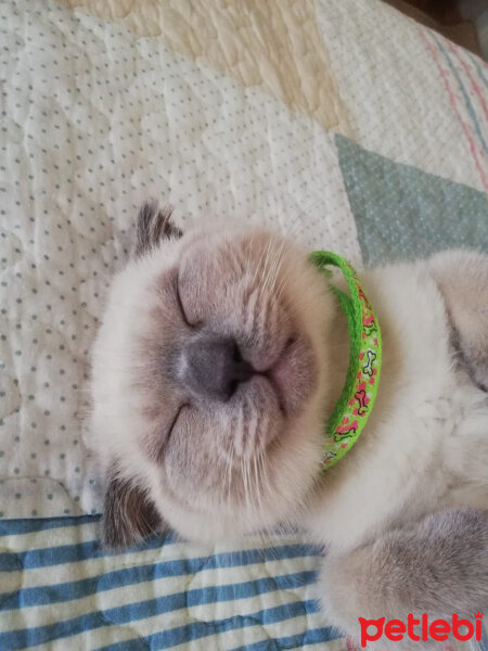 Scottish Fold, Kedi  Oscar fotoğrafı