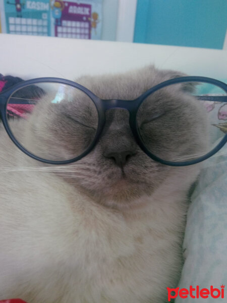 Scottish Fold, Kedi  Oscar fotoğrafı