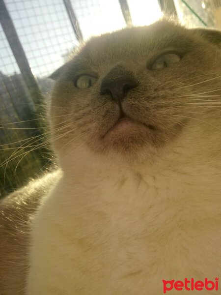 Scottish Fold, Kedi  Oscar fotoğrafı