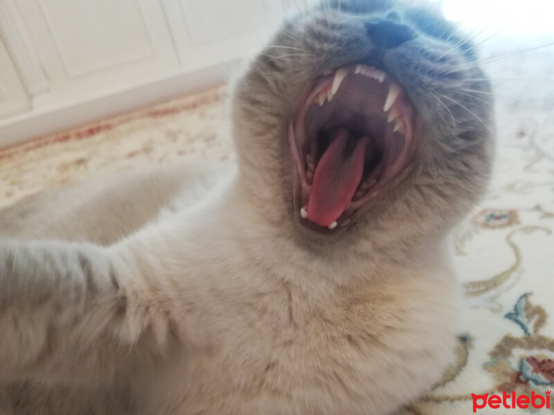 Scottish Fold, Kedi  Oscar fotoğrafı