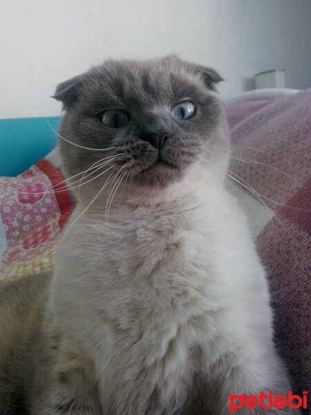 Scottish Fold, Kedi  Oscar fotoğrafı