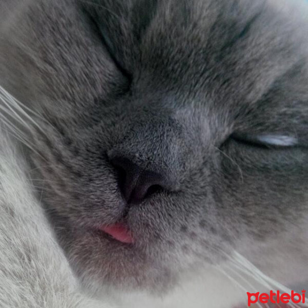 Scottish Fold, Kedi  Oscar fotoğrafı