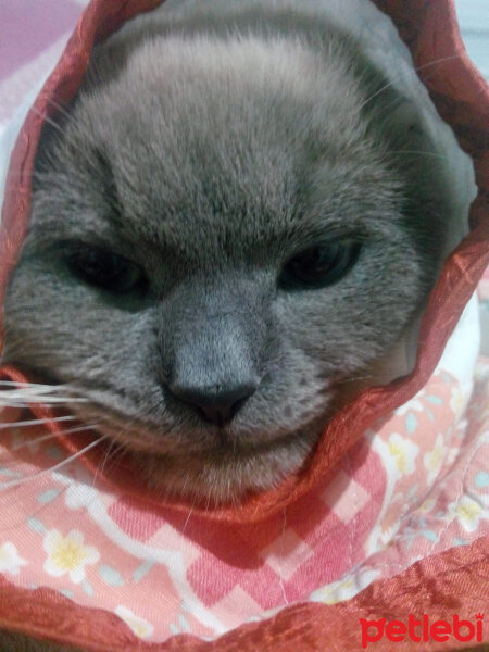 Scottish Fold, Kedi  Oscar fotoğrafı