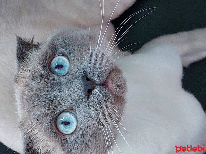 Scottish Fold, Kedi  Oscar fotoğrafı