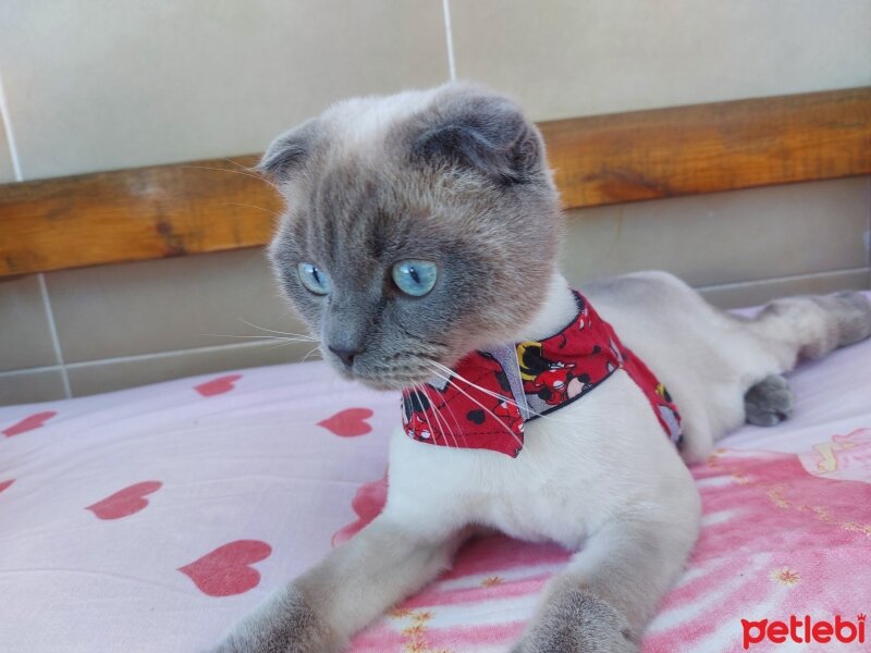 Scottish Fold, Kedi  Oscar fotoğrafı