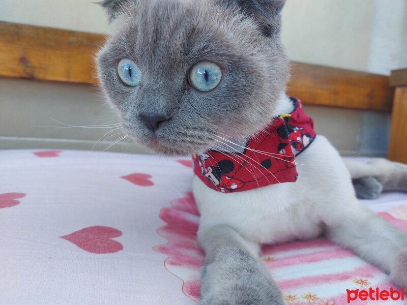 Scottish Fold, Kedi  Oscar fotoğrafı