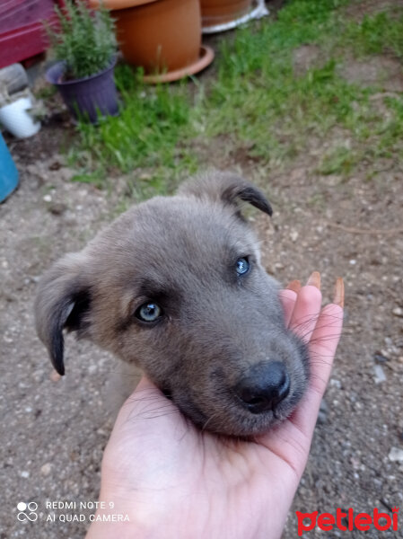 Sibirya Kurdu (Husky), Köpek  Martin fotoğrafı