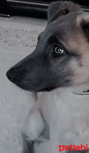 Sibirya Kurdu (Husky), Köpek  Martin fotoğrafı