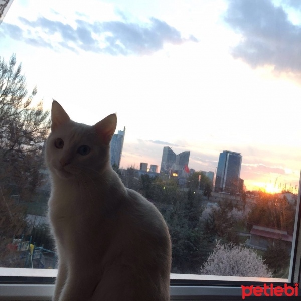 Van Kedisi, Kedi  Hureyre  fotoğrafı